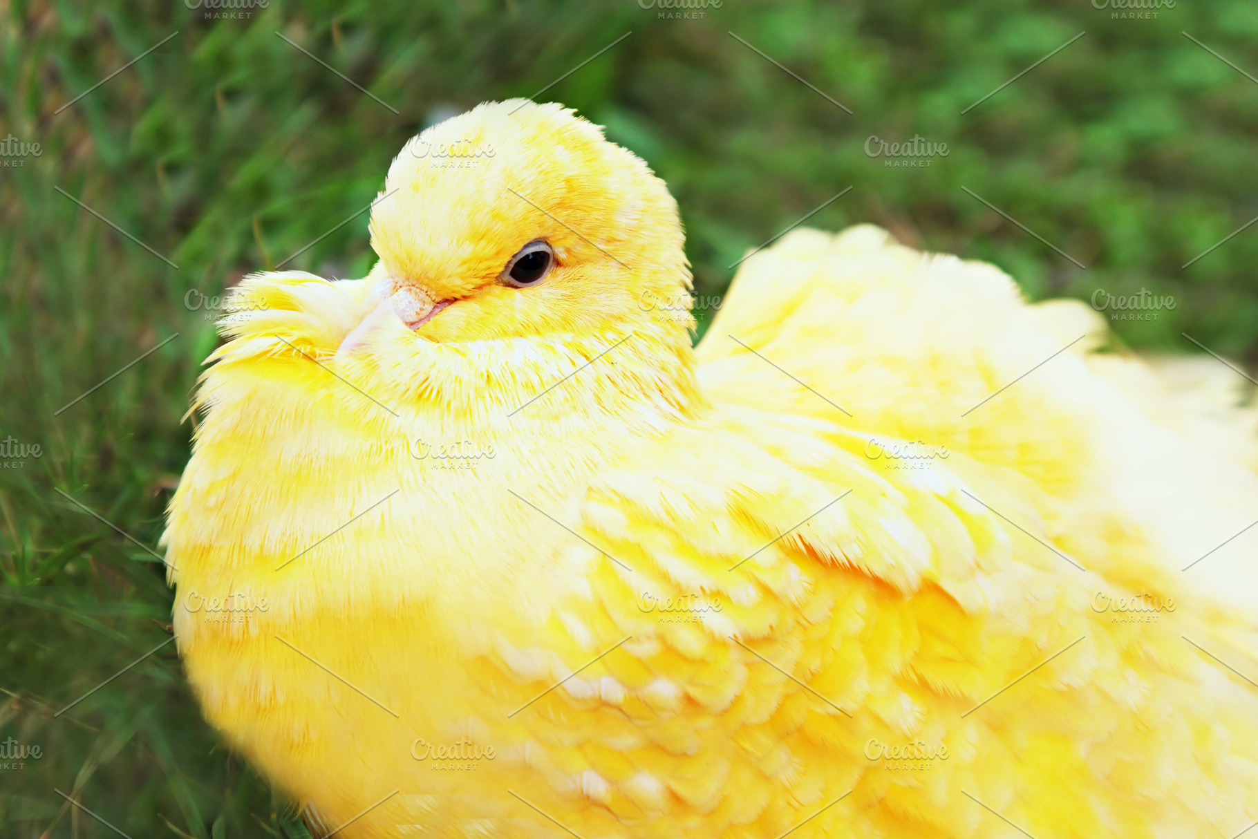 Yellow pigeon, a Photo by saiko3p