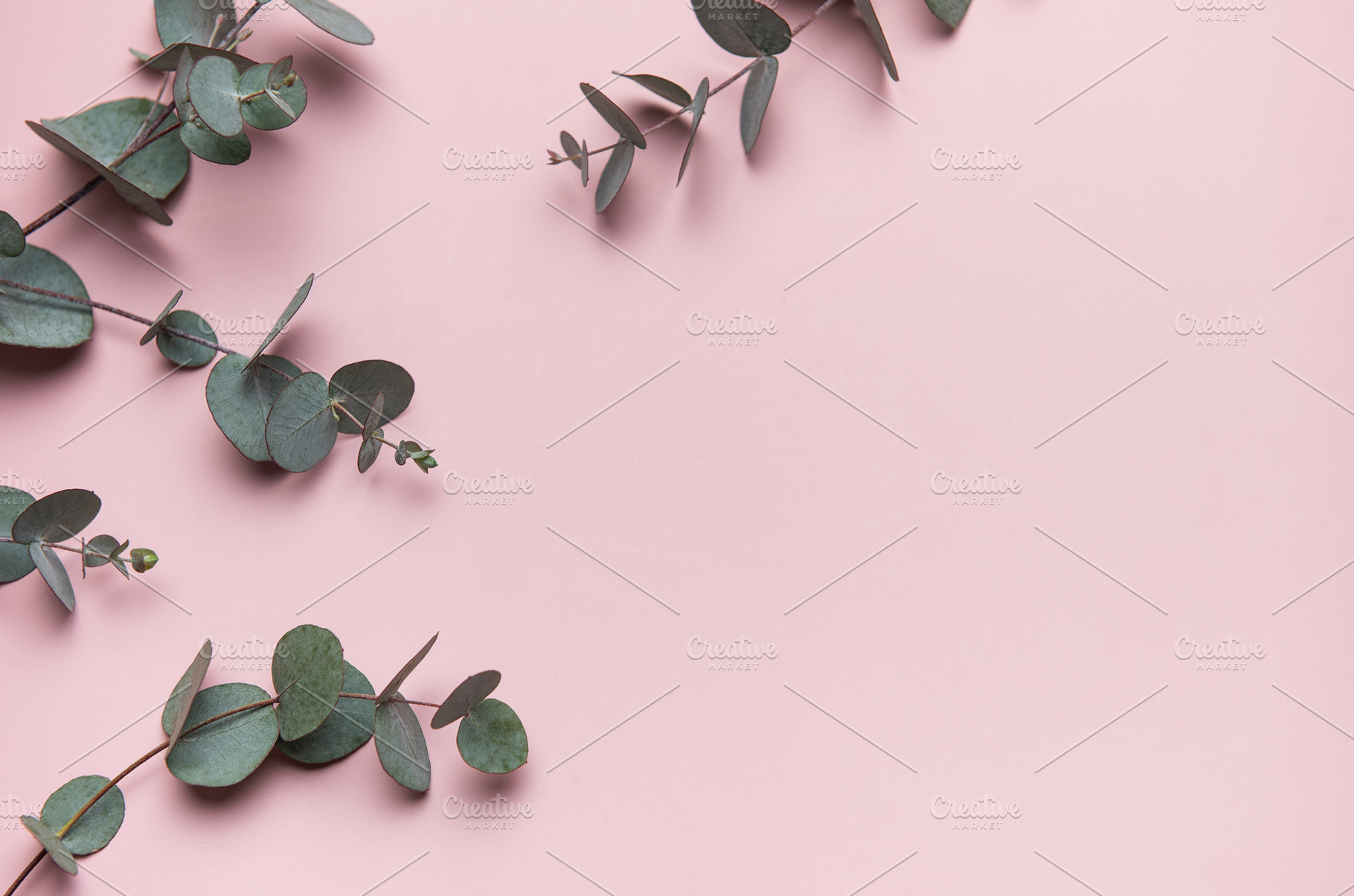 Eucalyptus leaves forming a border on pink background, a Business Photo by Olena Rudo