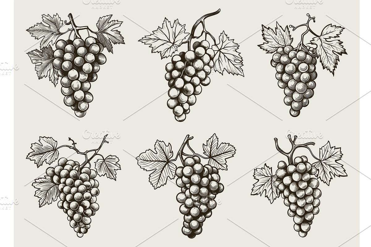 Bunch of grapes engraving. Vintage, a Graphic by LadadikArt