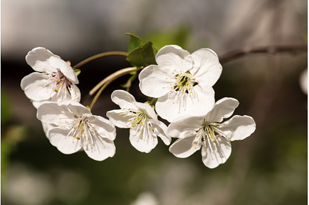 Cherry flowers frame, a Nature Photo by Nature and travel
