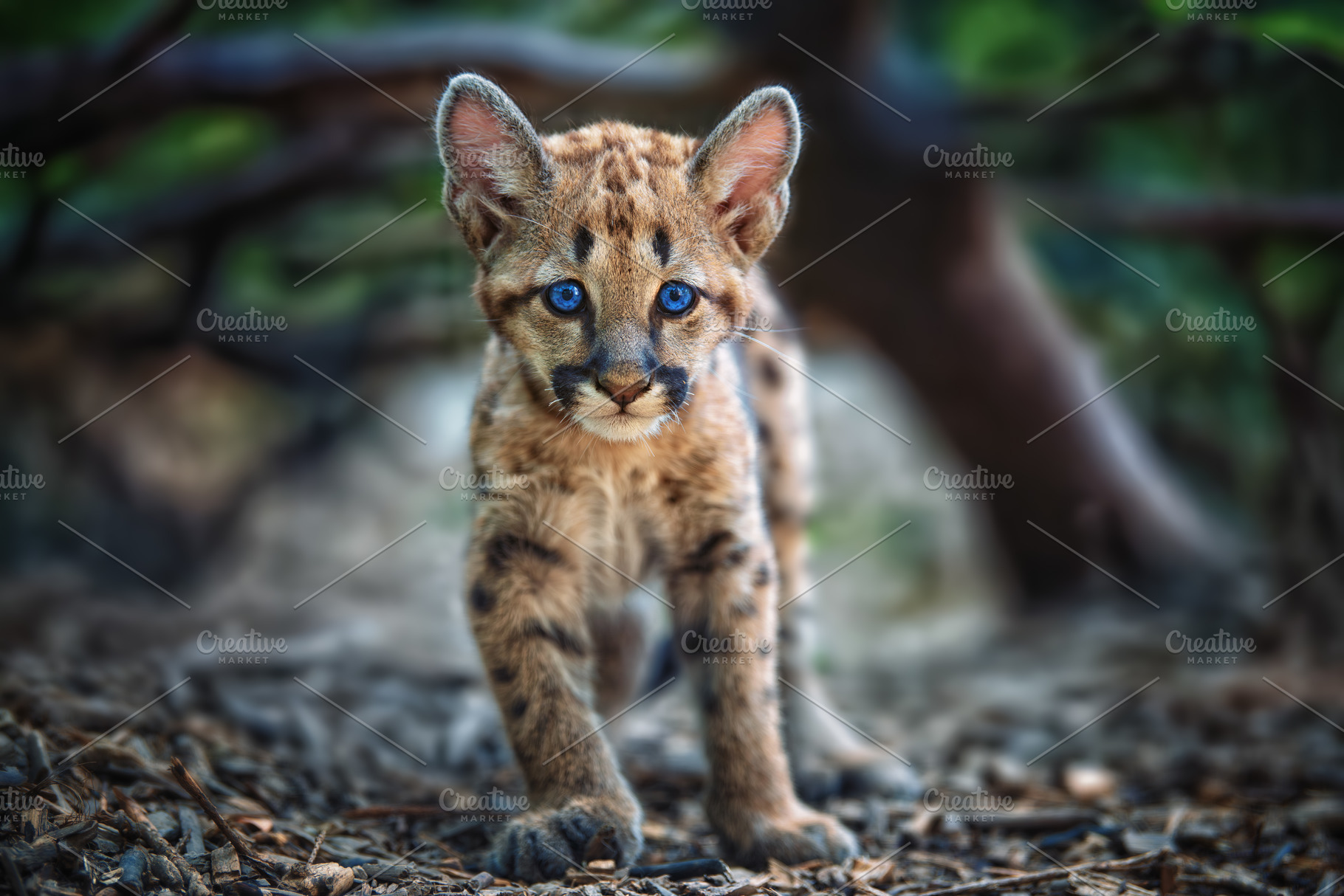 Portrait baby cougar, mountain lion or puma in nature. Animal in, an Animal Photo by Byrdyak