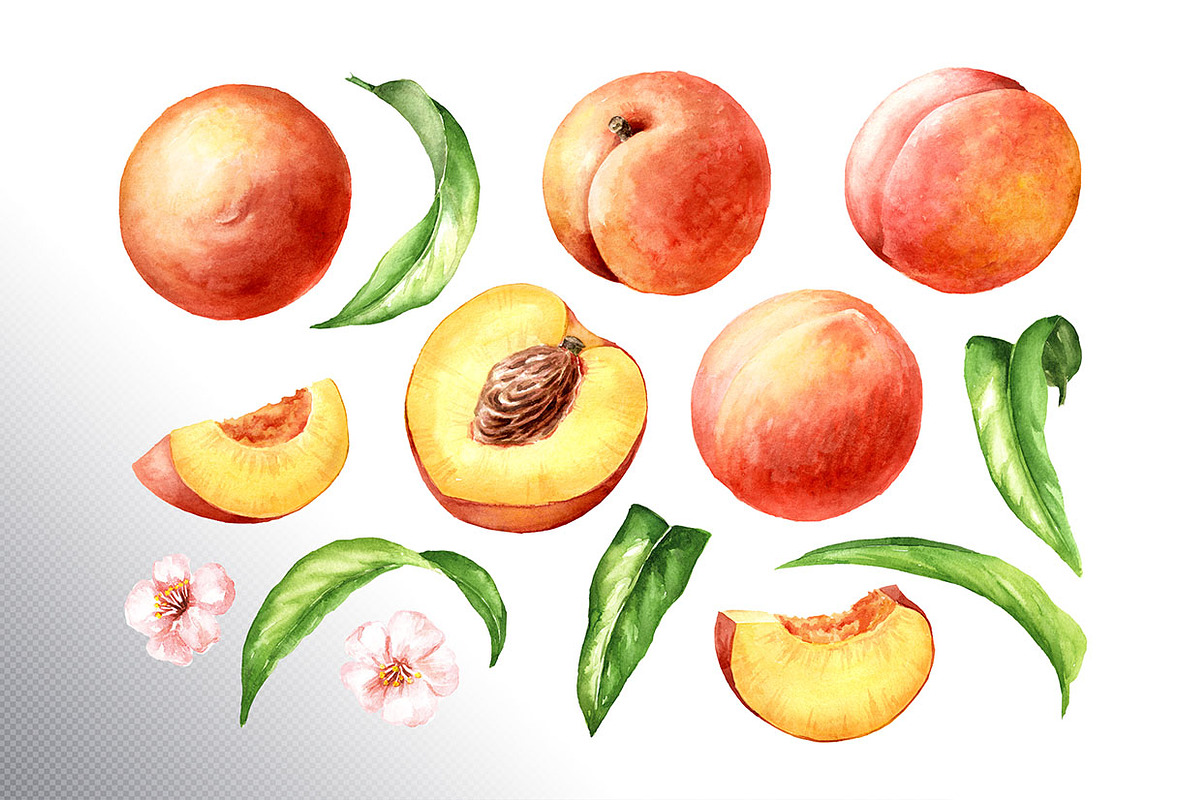 Honey Peaches. Original Watercolor, a Food Illustration by Daria Ustiugova (Photo 20 of 21)