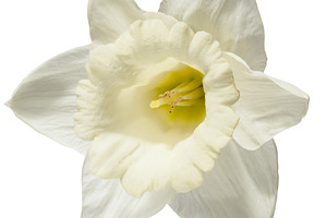 A single, pristine white daffodil flower with a delicate yellow, a Nature Photo by ndanko