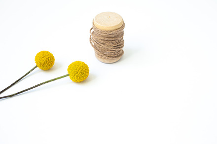 Craspedia stock photo containing floral, botanical, and nature