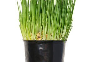 Fresh, green wheatgrass growing in a black plastic pot, isolated, a Nature Photo by ndanko
