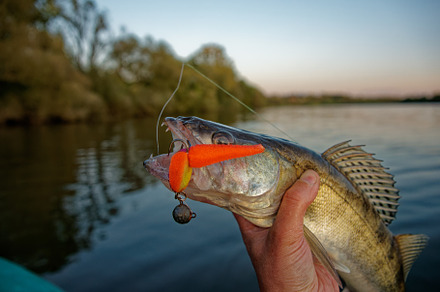 Walleye in fisherman's hand