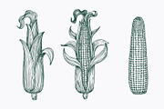 Vegetable Vector Collection, a Food Illustration by Lubov Illustrations Shop (Thumbnail 6 of 6)