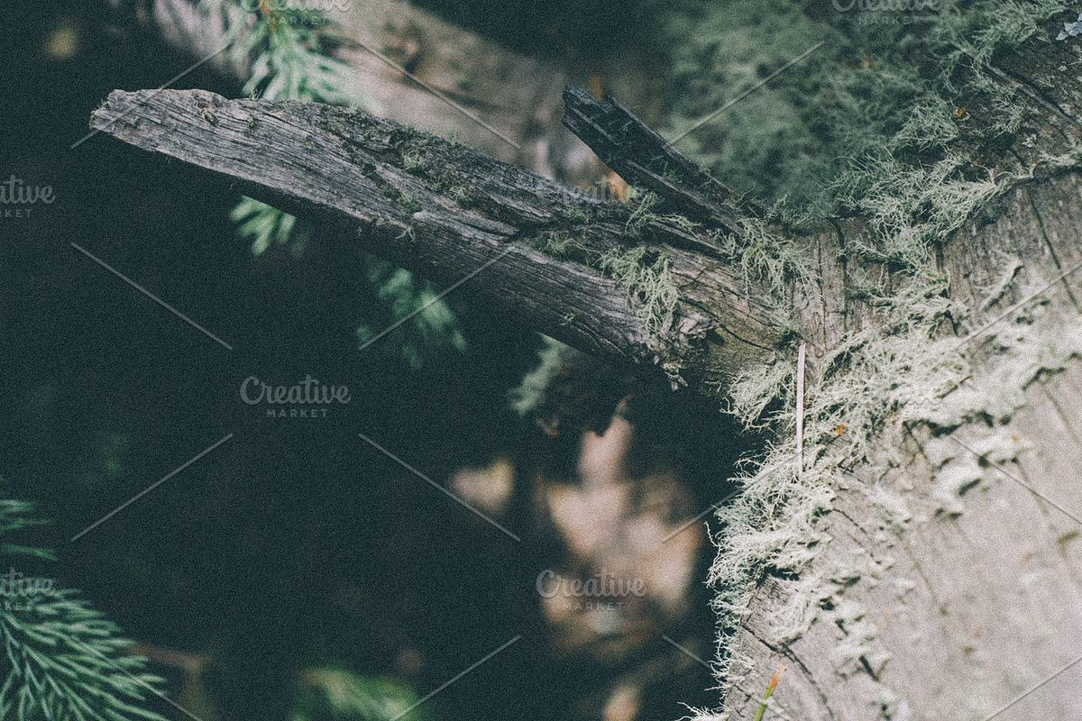 Forrest Tree Textures Bundle, a Nature Photo by Stephanie Mikuls (Photo 2 of 5)