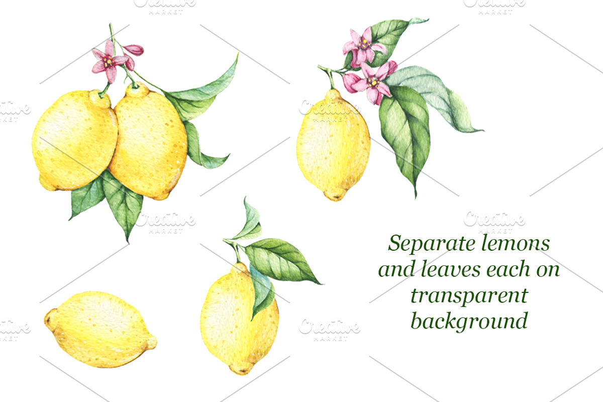 Watercolor Lemons Set, an Illustration by Imaginasty (Photo 3 of 6)