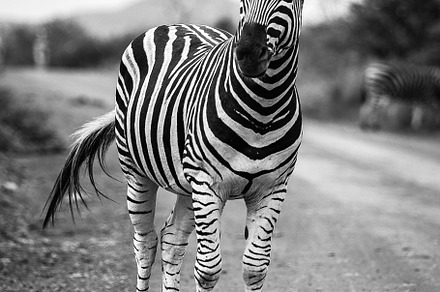 South African Zebra, an Animal Photo by Kzara Visual Concepts