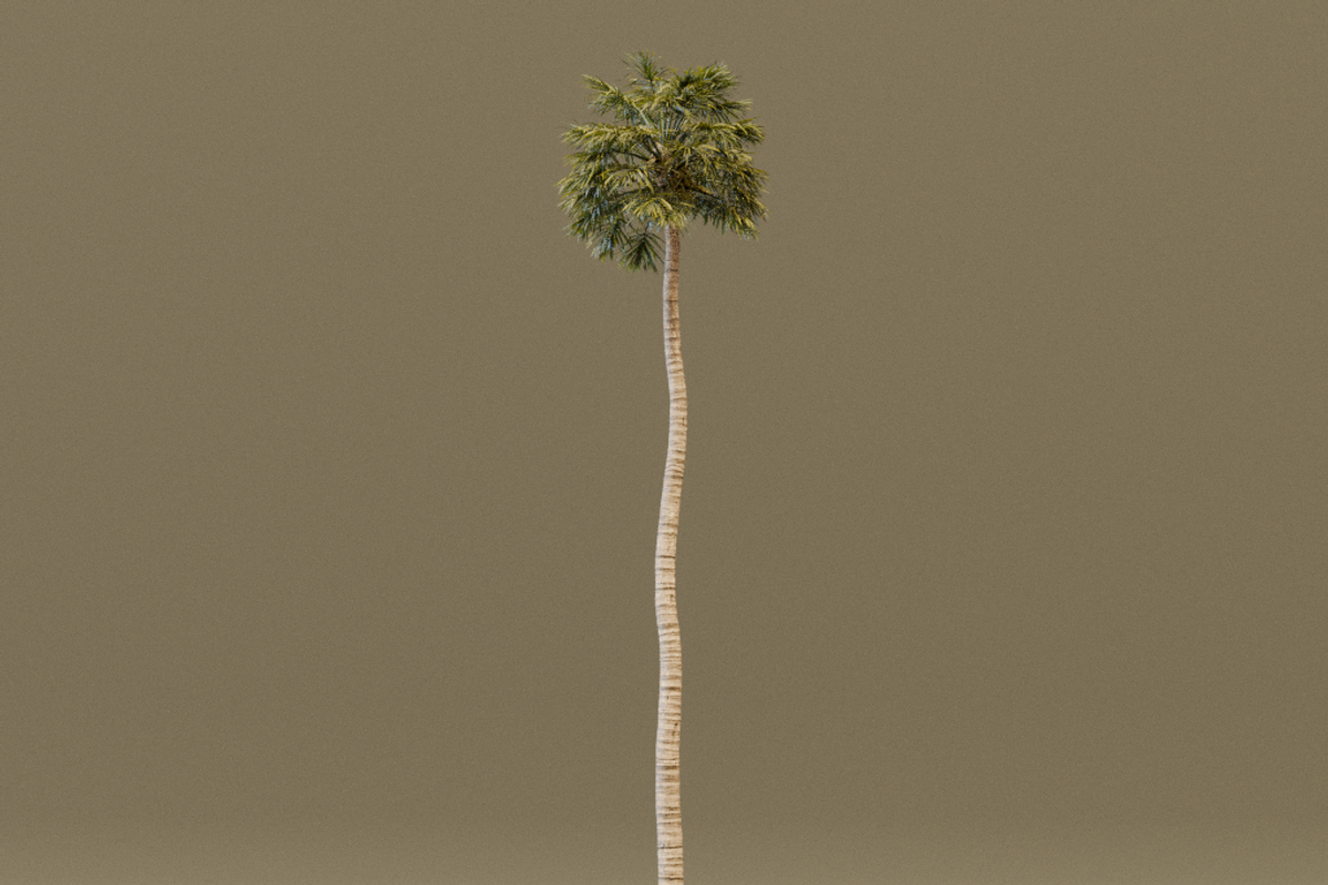 The California Fan Palm Tree, a Plants & Tree 3D Model by FuturePastCreatives (Photo 5 of 8)