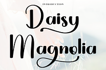 Daisy Magnolia