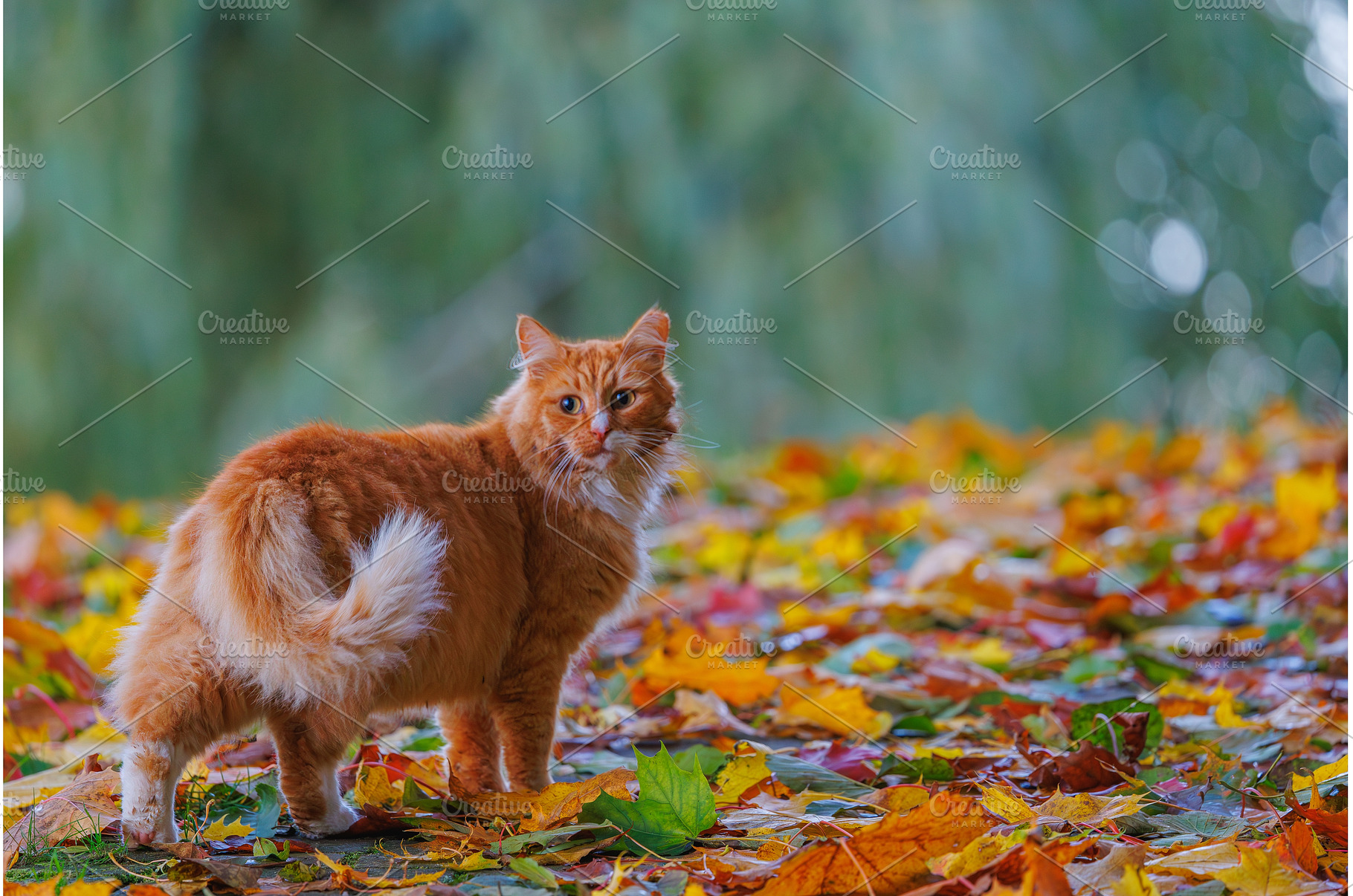 An adorable orange cat among, an Animal Photo by Lukas Jonaitis SHOP