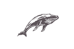 Sketches Of Humpback Whales