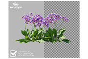 60 Assorted Plants Photo Overlays, a Nature Photo by KenScape (Thumbnail 2 of 3)