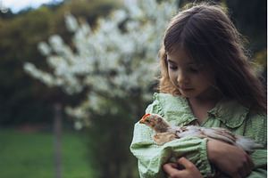 Girl holding small chick in hands in, a Nature Photo by HalfPoint