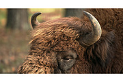 European Bison Or Bison Bonasus, a Graphic by Our Amazing World (Thumbnail 1 of 2)