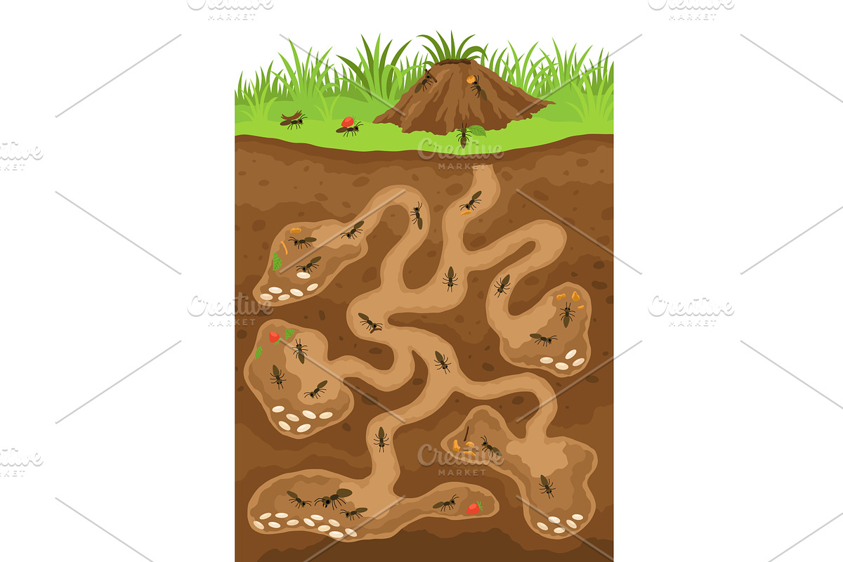 An anthill. Ants in burrows, an Animal Illustration by Things for designers