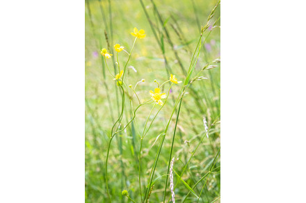Yellow flowers in bloom against, a Nature Photo by Rodica Ciorba