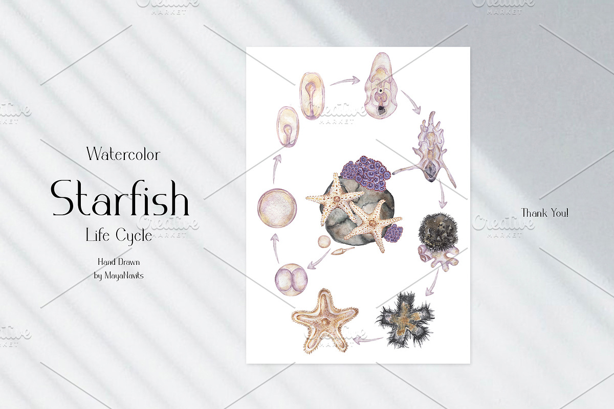 Watercolor Starfish Life Cycle Set, an Education Illustration by MayaNavits (Photo 7 of 8)