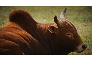 A serene brown zebu crossbreed cow, an Animal Photo by Our Amazing World