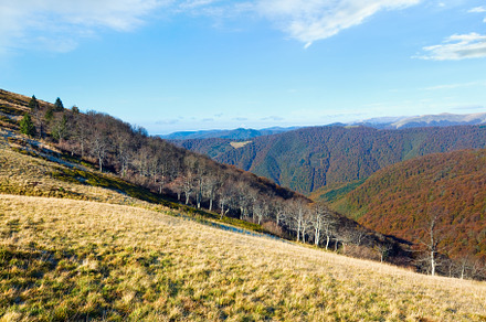 Autumn mountains  and stark bare trees, a Nature Photo by YuriyB