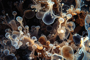 72 Microscopic Fungi Backgrounds, a Background Graphic by h.utomo (Thumbnail 34 of 72)