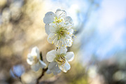 Spring Wildflower Photo Bundle – 5, a Nature Photo by Silent Nature (Thumbnail 2 of 6)