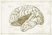 100+ Vintage Anatomy Vectors, a Healthcare Illustration by Shizzle Stock (Thumbnail 17 of 20)