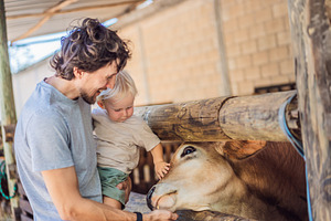 Toddler shares a cow feeding, a Person Photo by Elizaveta Galitskaya