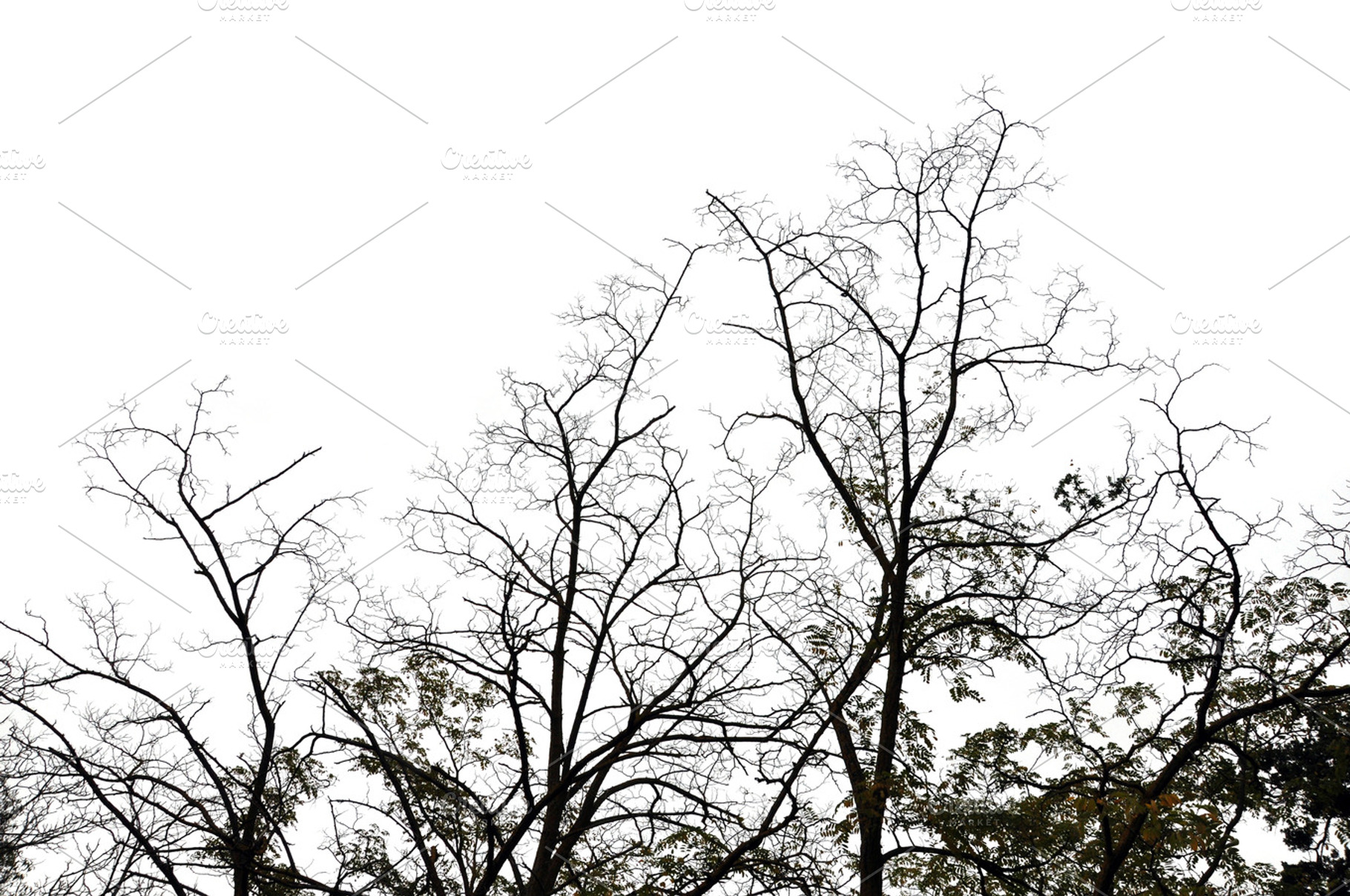 Forest Trees Winter, a Nature Photo by sirylok