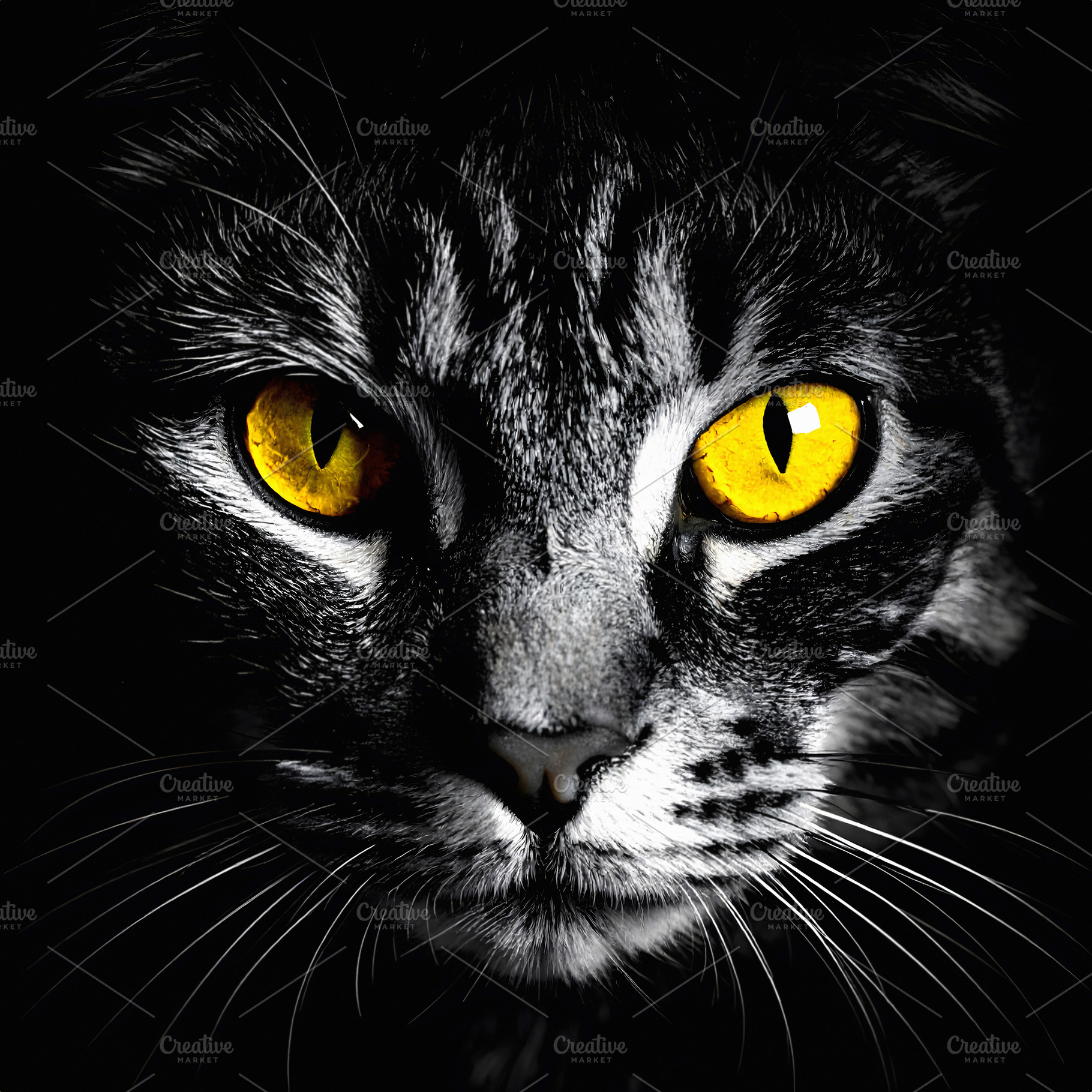 Black cat portrait with golden eyes in dramatic light, an Animal Photo by GoodGoods
