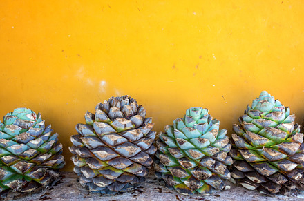 Blue Agave and a Yellow Wall