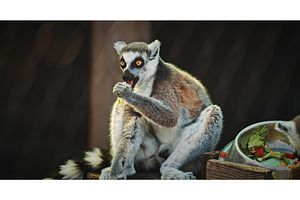 Another lemur savoring greens while, an Animal Photo by Our Amazing World