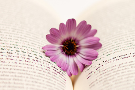 Flower And Book 2 Stock Photo preview 5
