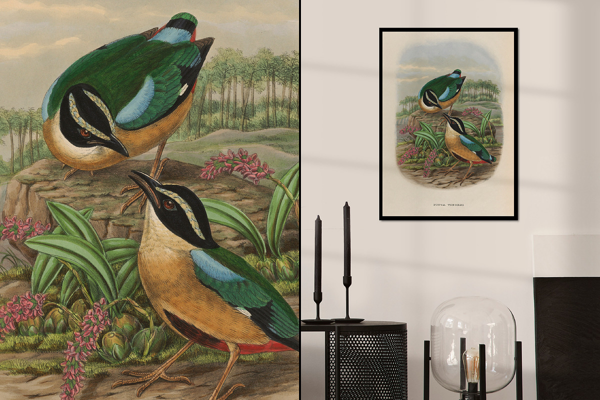 25 Vintage Bird Prints, an Animal Illustration by The Object Atlas (Photo 9 of 9)