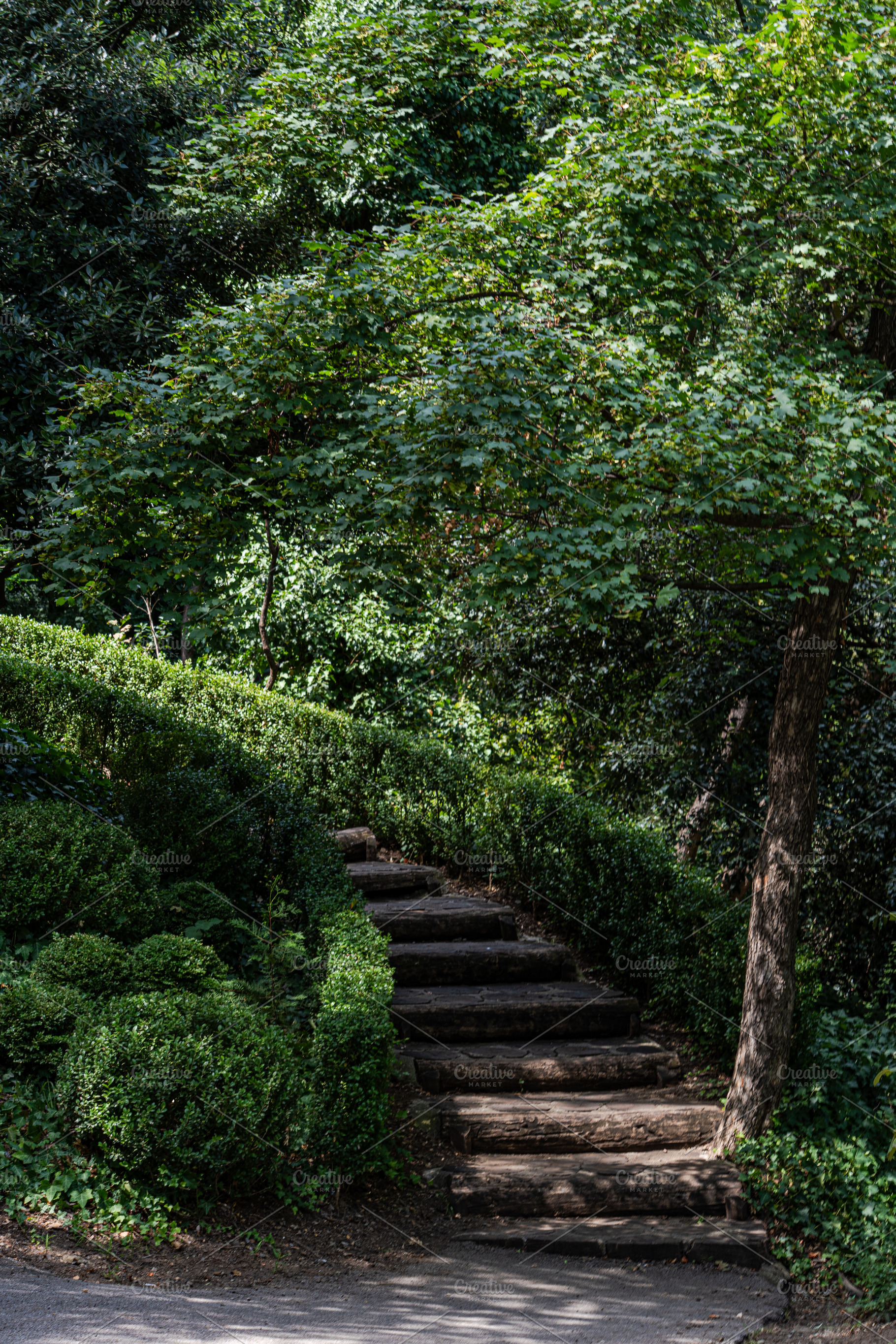 Stepway in the summer forest, a Nature Photo by Anna Bogush