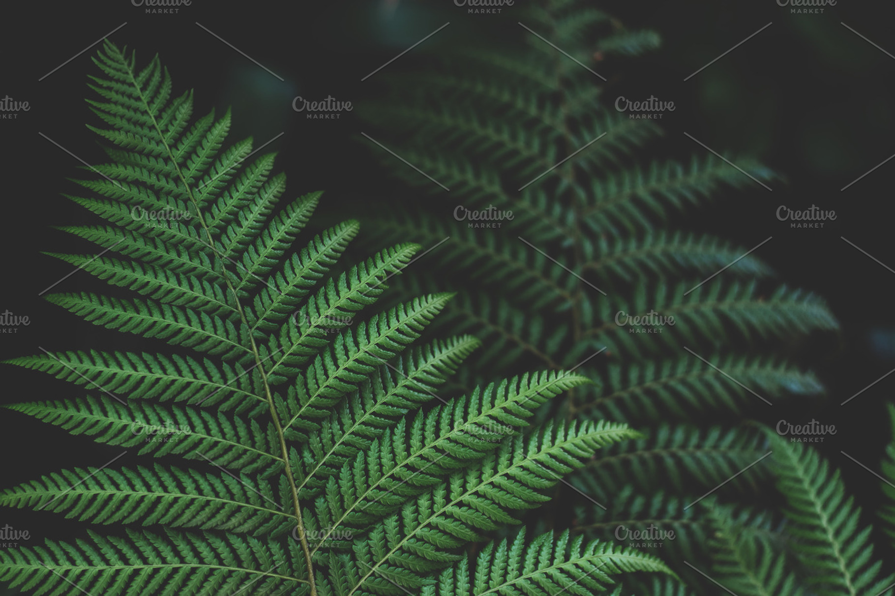 Minimalist Forest Fern Background, a Nature Photo by René Jordaan Photography