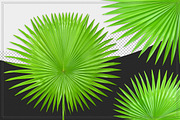 Palm Leaves Isolated, an Object Graphic by pixelworkz (Thumbnail 1 of 7)