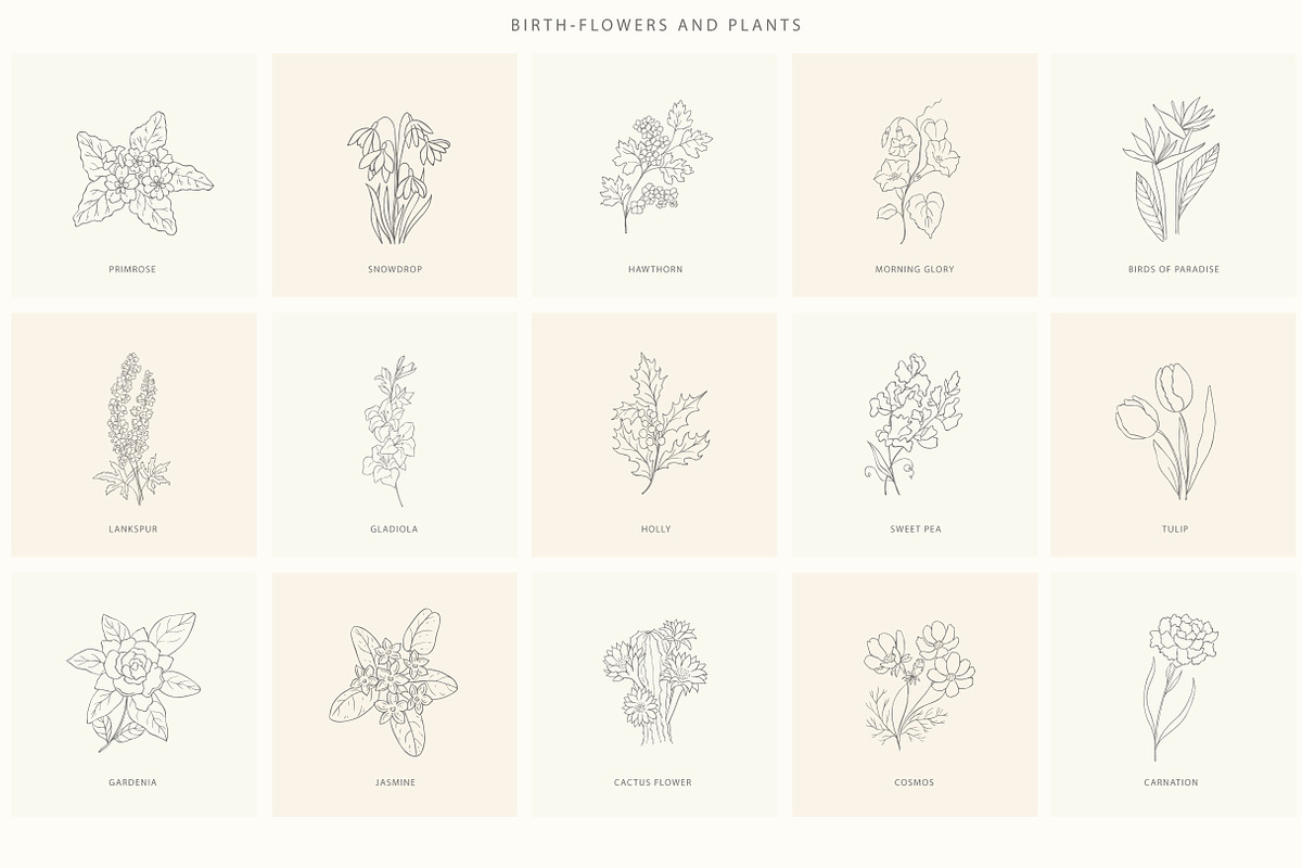 Birth-Flowers. Trendy Plants, Logos, a Seasonal Illustration by Designwork (Photo 4 of 21)