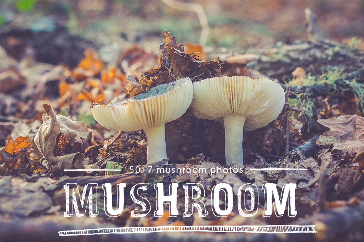 mushroom pack, a Templates & Theme by ApertureVintage (Photo 1 of 4)