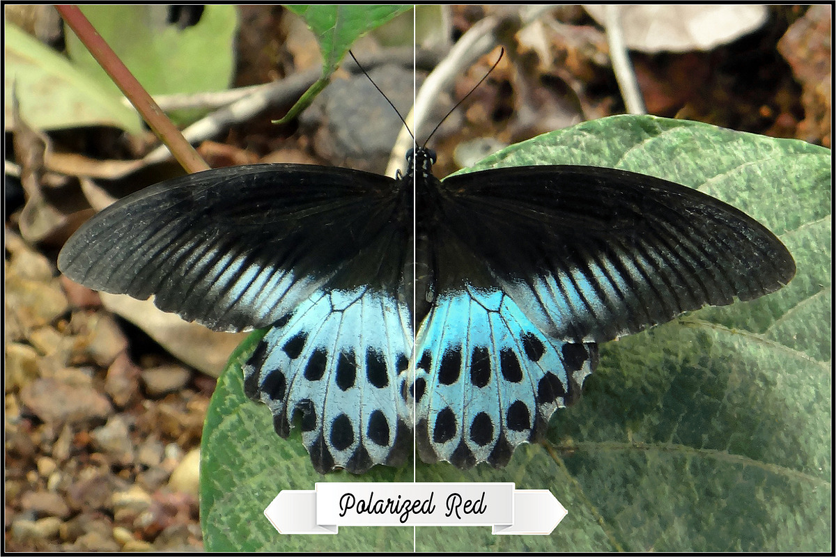 Polarizers By Colors Actions preview 7
