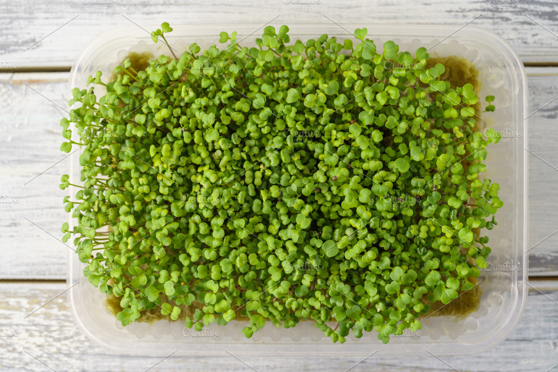 Close up of fresh green broccoli microgreen plant with many bright sprout. Heal, a Food & Drink Photo by Eugene_Photo
