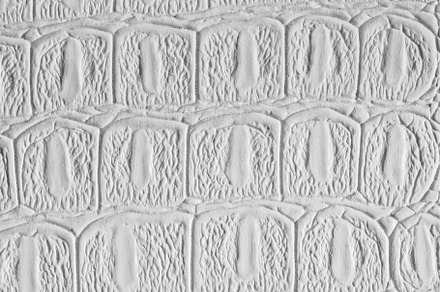 White crocodile leather texture featuring crocodile, leather, and white, an Abstract Photo by Eugene_Photo