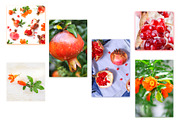 Pomegranate. PhotoSet, an Object Graphic by Pullia (Thumbnail 5 of 5)