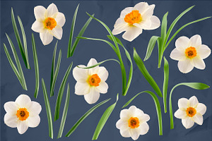 Daffodil Realistic ClipArt Specimens