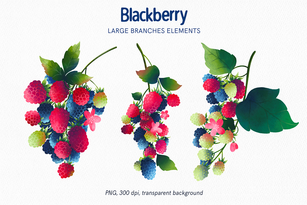 Blackberry fruits and leaves clipart, a Food Illustration by Harmony Draws (Photo 2 of 6)
