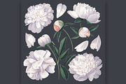 White Realistic Peonies Set, a Decorative Illustration by MarynaPetrovska (Thumbnail 2 of 16)