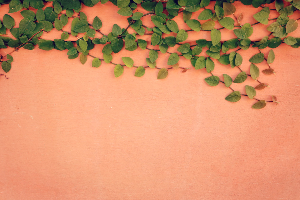 Creeping vine on pink wall, an Abstract Photo by The Free Creatives (Photo 1 of 2)