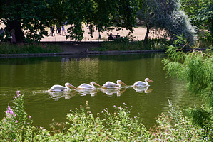 Great White Pelicans swimming in St, a Nature Photo by Oleksandr Berezko